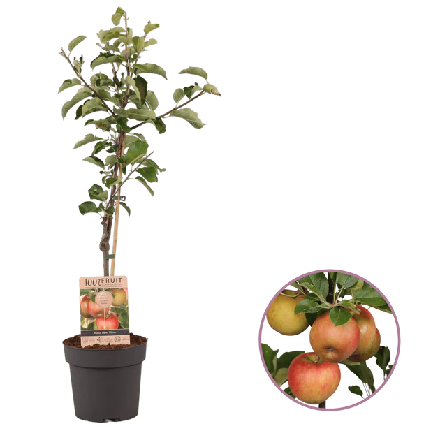 Æbletræ i gaveindpakning - Mia trykt med logo