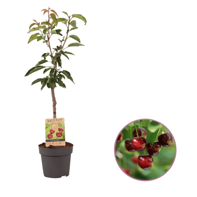 Fleksibel Kirsebærtræ i Gaveindpakning - Nora