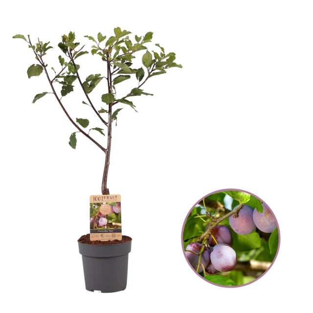 Sommerfrugttræ - Isabella