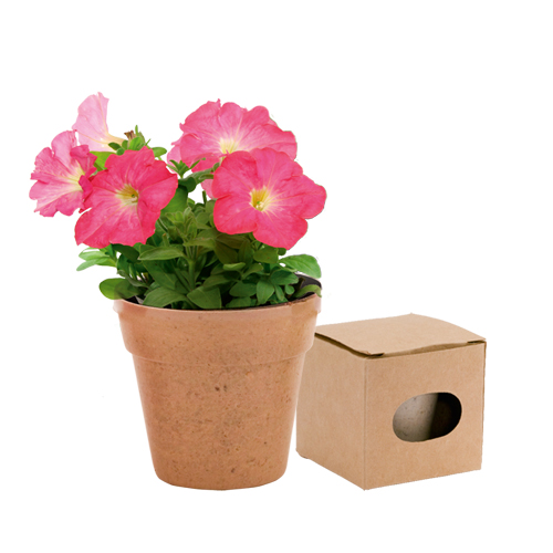 Petunia Potte - Thyborøn-Harboøre