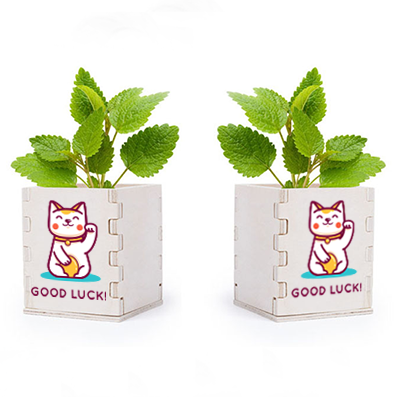 Pebermynte Planteæske - Lucas